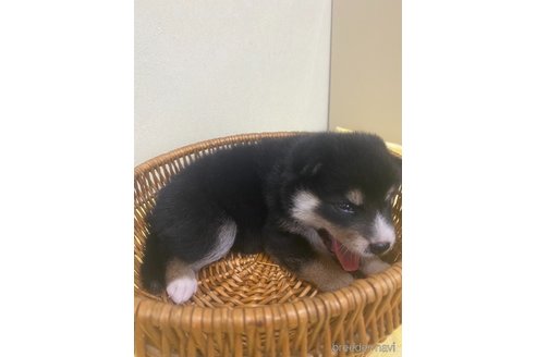 成約済の静岡県の柴犬-254926の2枚目